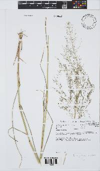 Eragrostis rigidior image