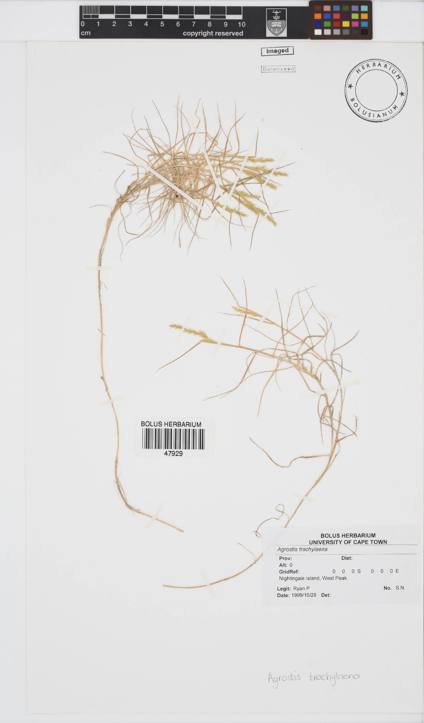 Agrostis trachychlaena image