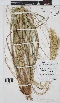 Capeochloa arundinacea image