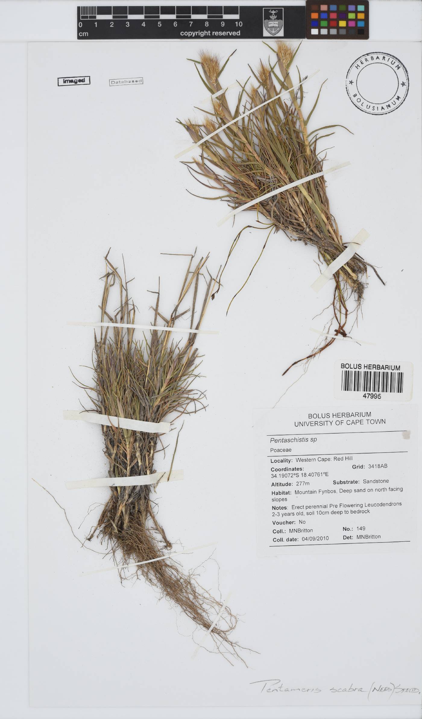 Pentameris scabra image