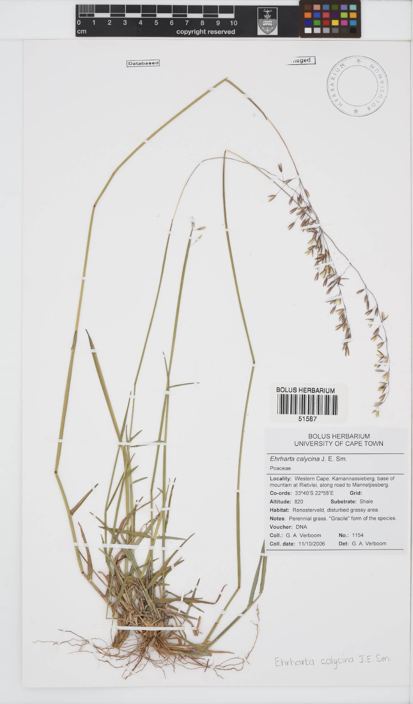 Ehrharta calycina image