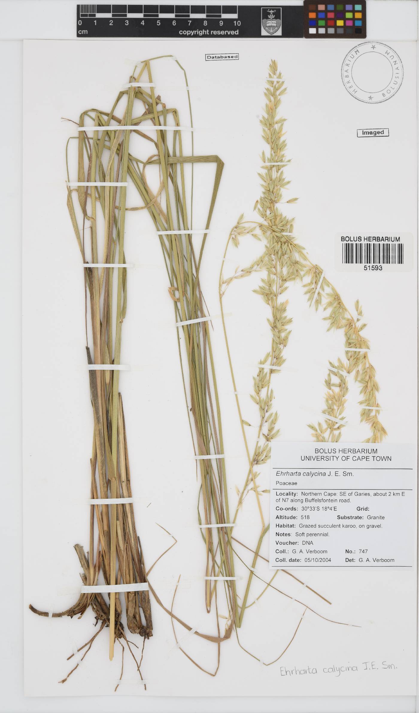 Ehrharta calycina image