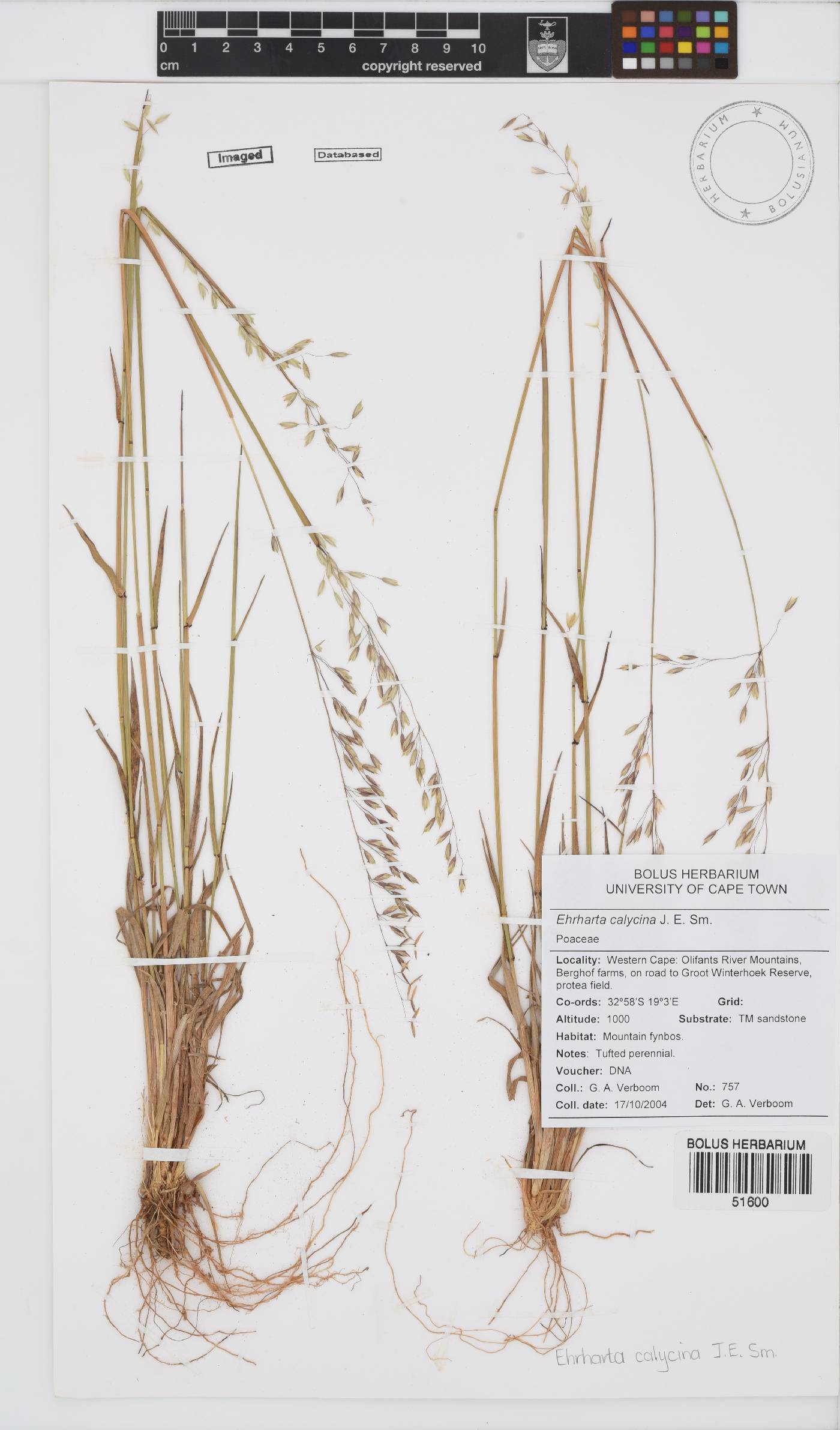 Ehrharta calycina image