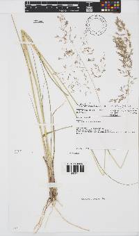 Eragrostis lappula image