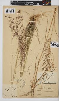 Eragrostis lappula image