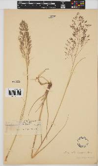 Eragrostis lappula image