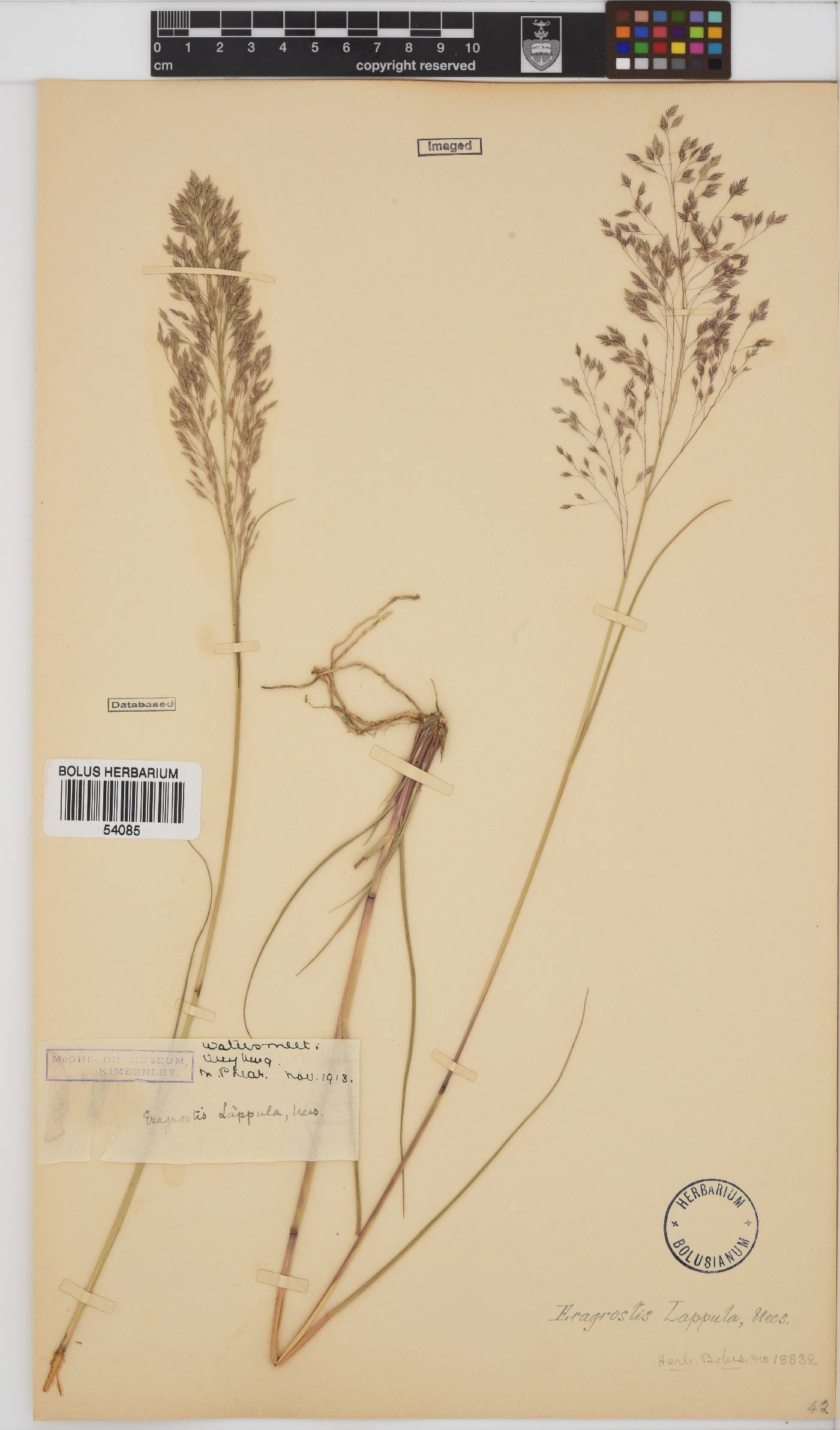 Eragrostis lappula image