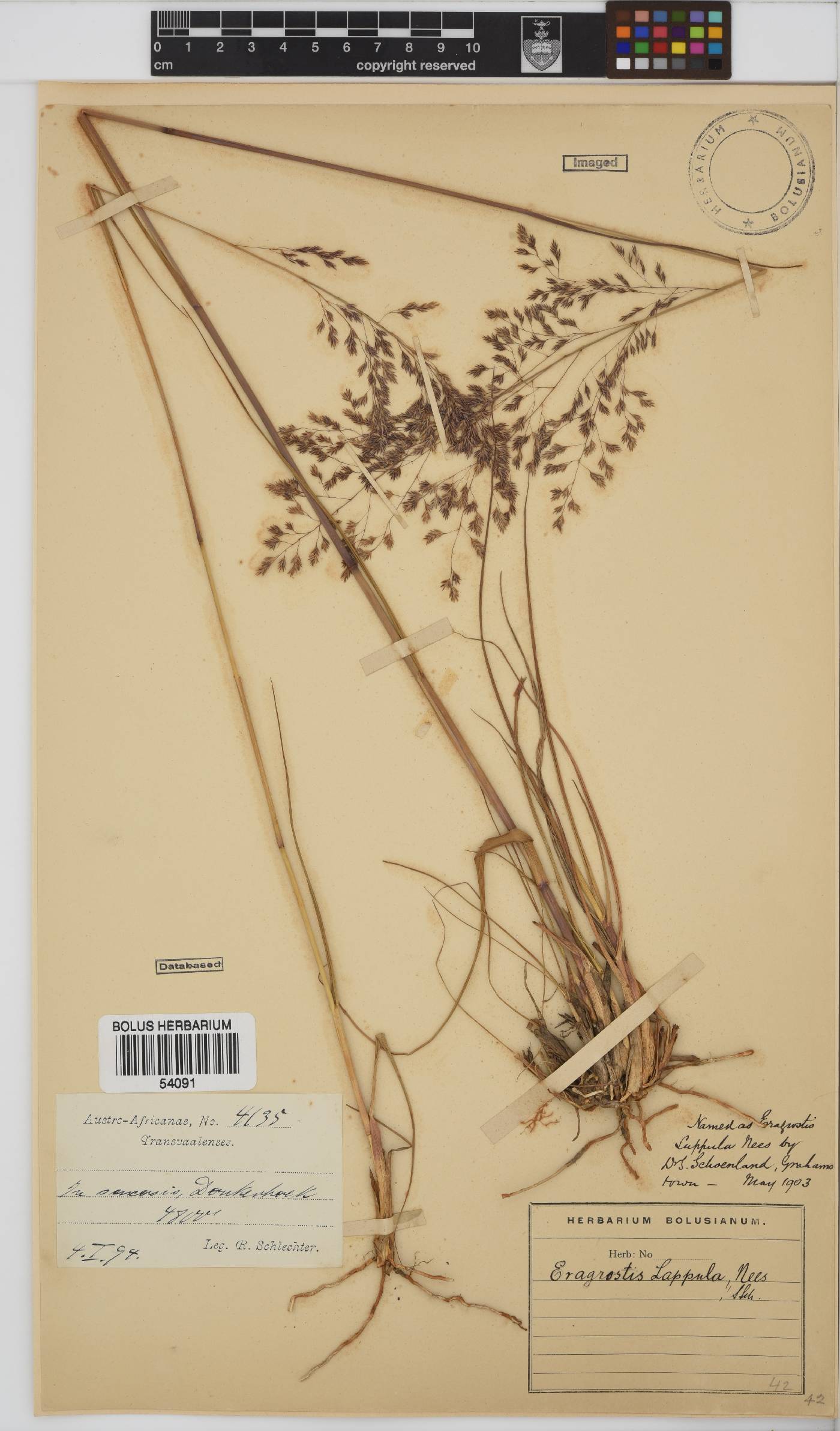 Eragrostis lappula image