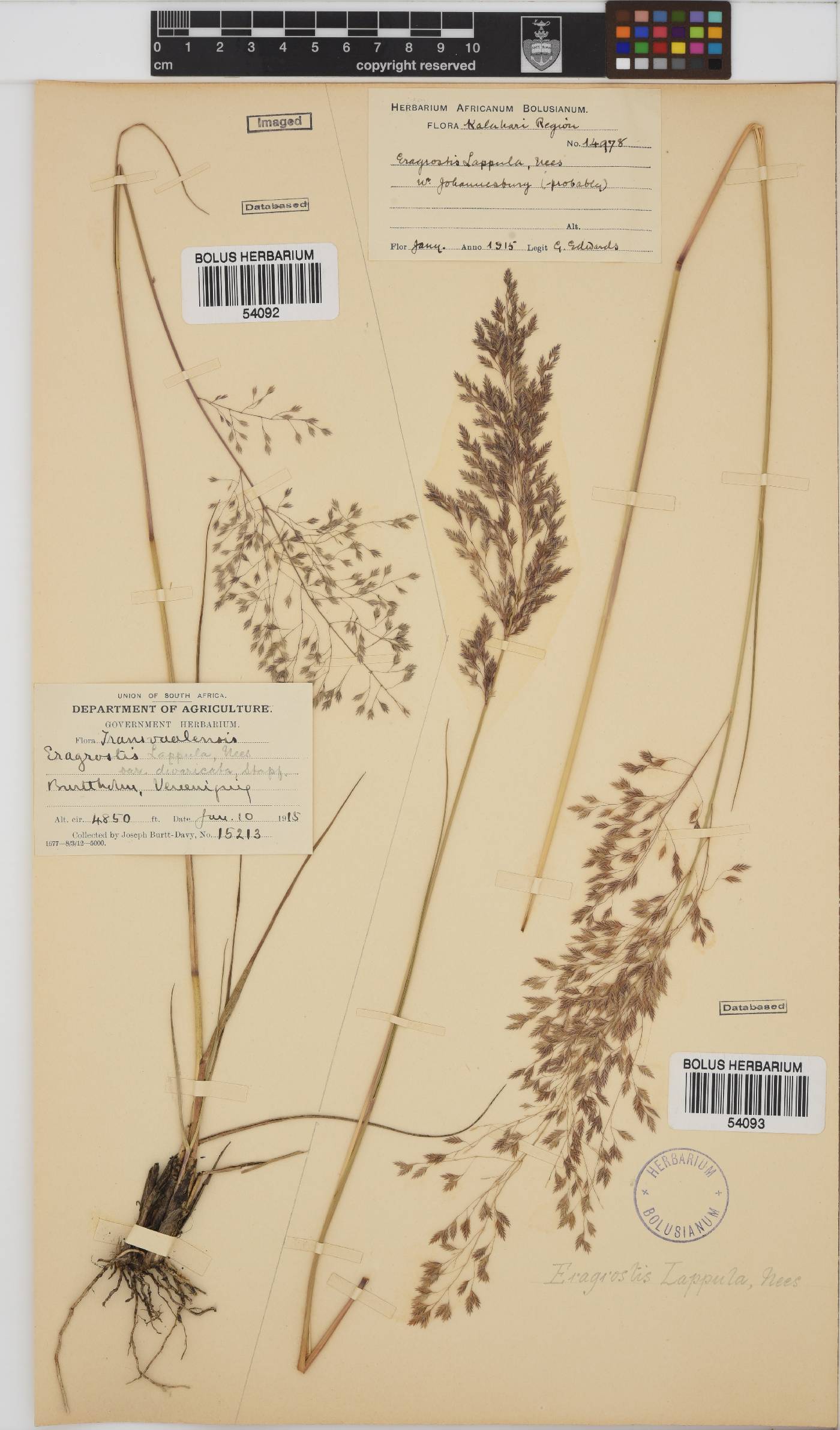 Eragrostis lappula image