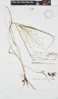 Eragrostis aspera image