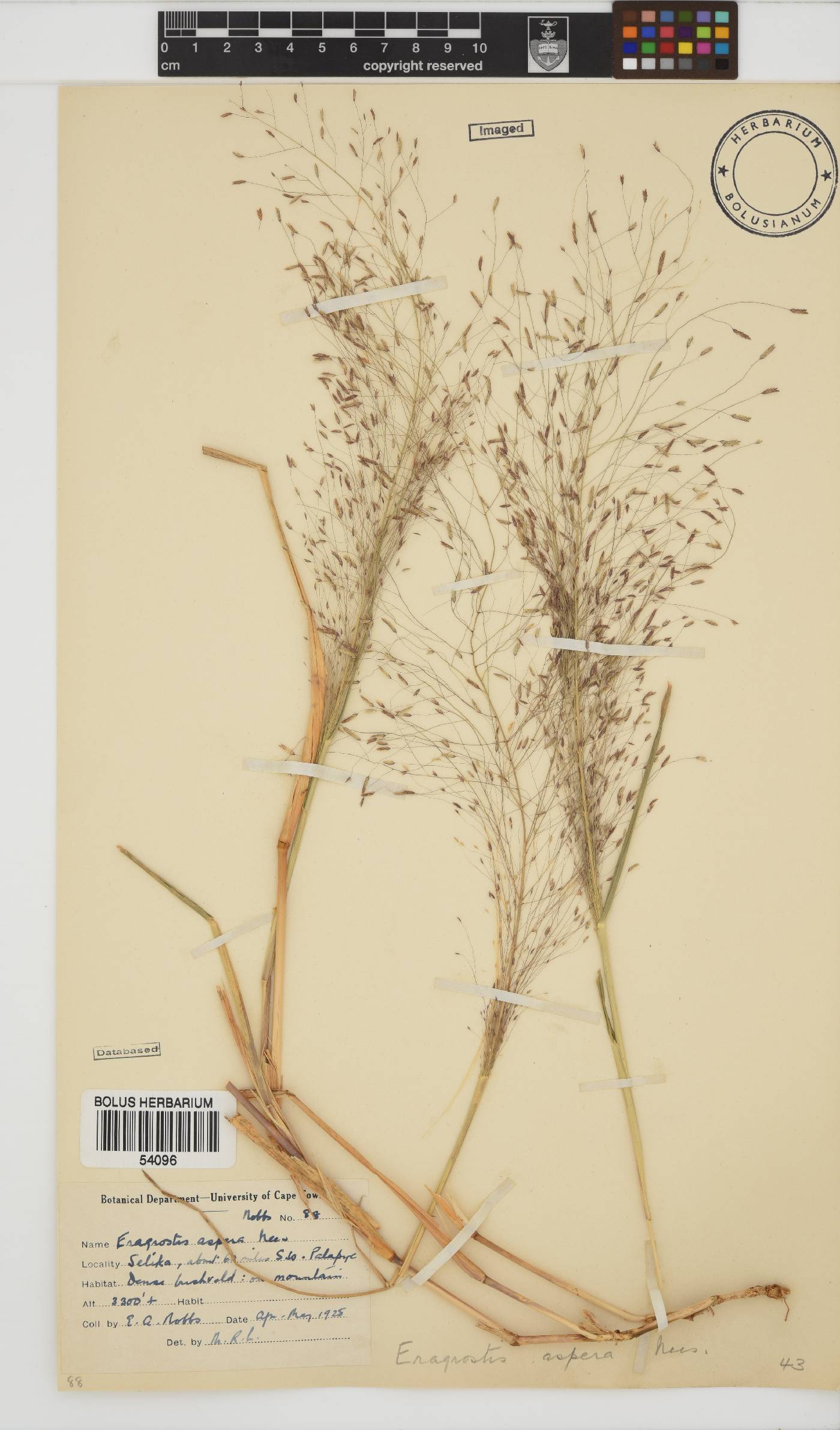 Eragrostis aspera image