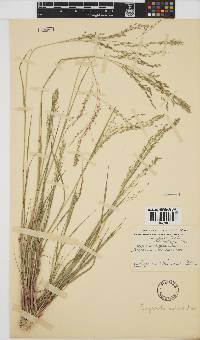 Eragrostis aspera image