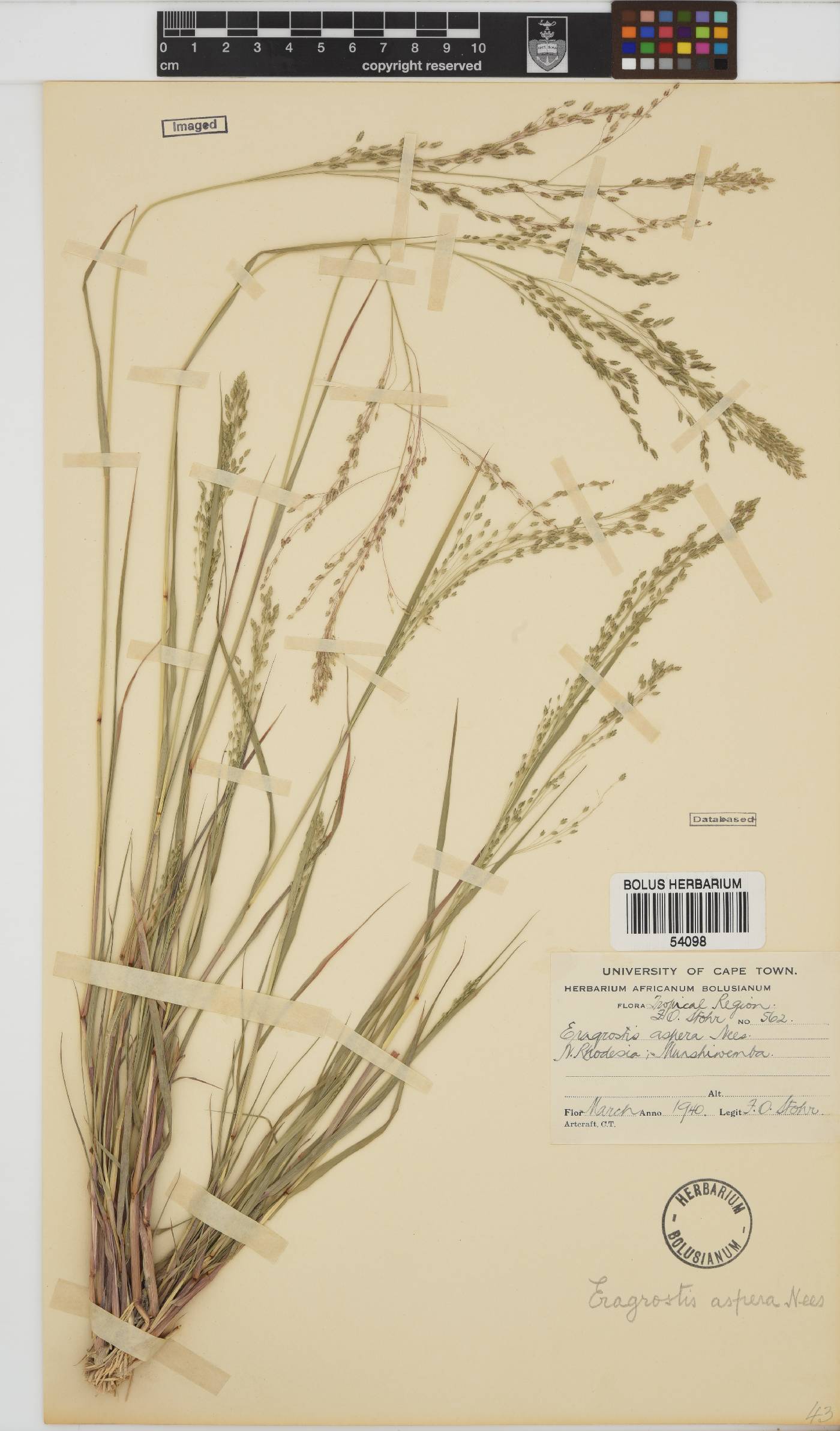 Eragrostis aspera image