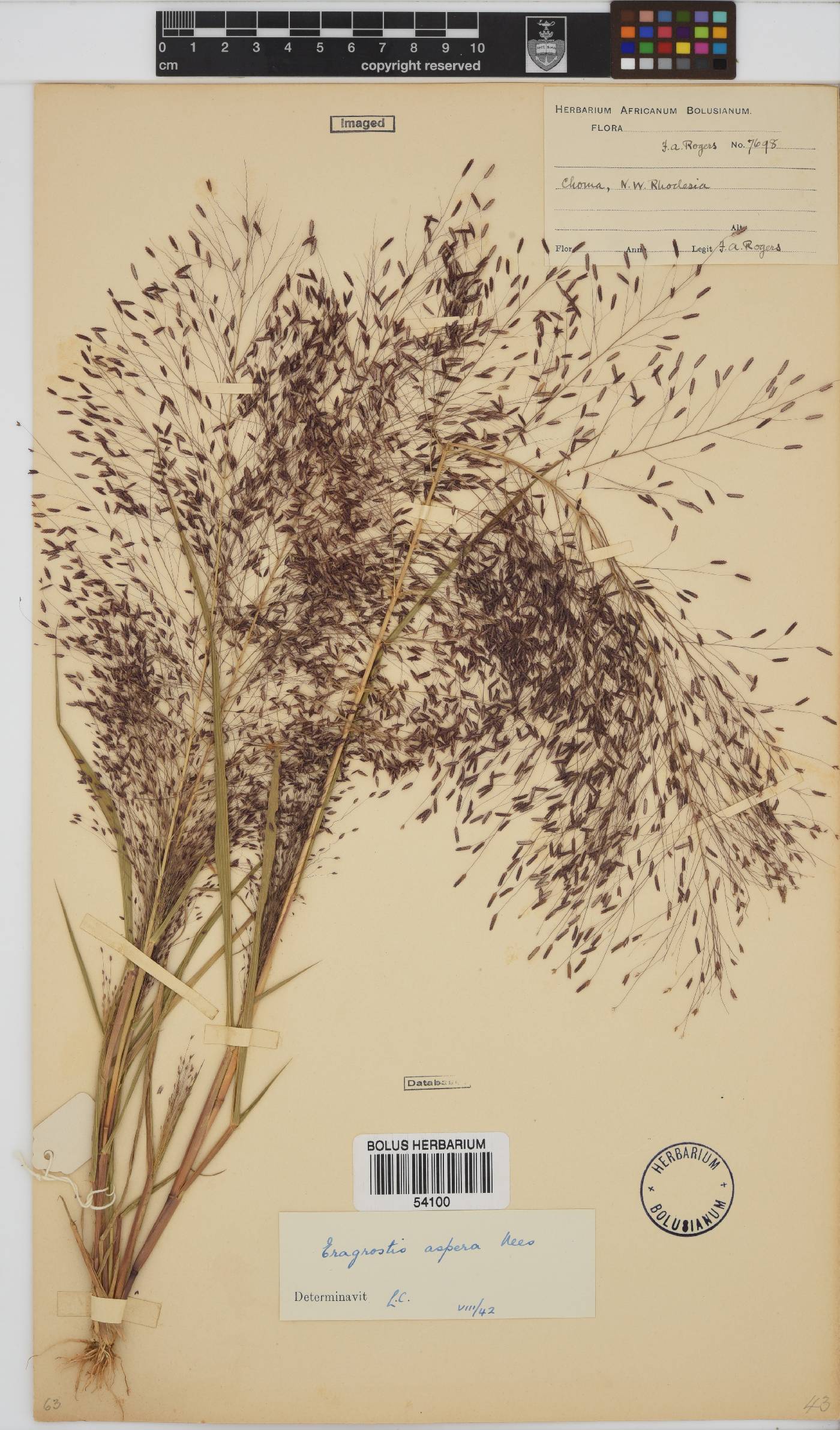 Eragrostis aspera image
