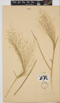 Eragrostis aspera image