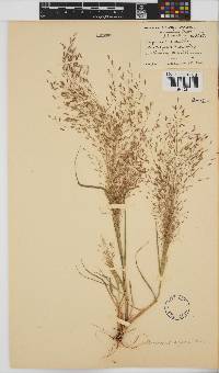 Eragrostis aspera image