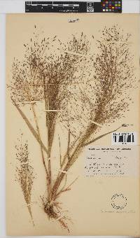 Eragrostis aspera image