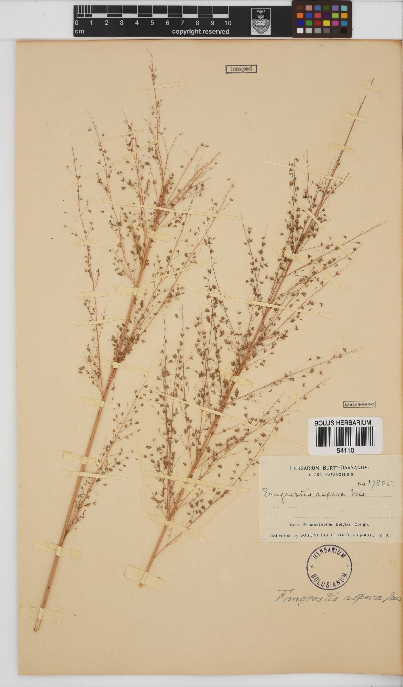 Eragrostis aspera image