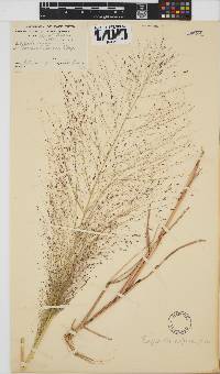 Eragrostis aspera image