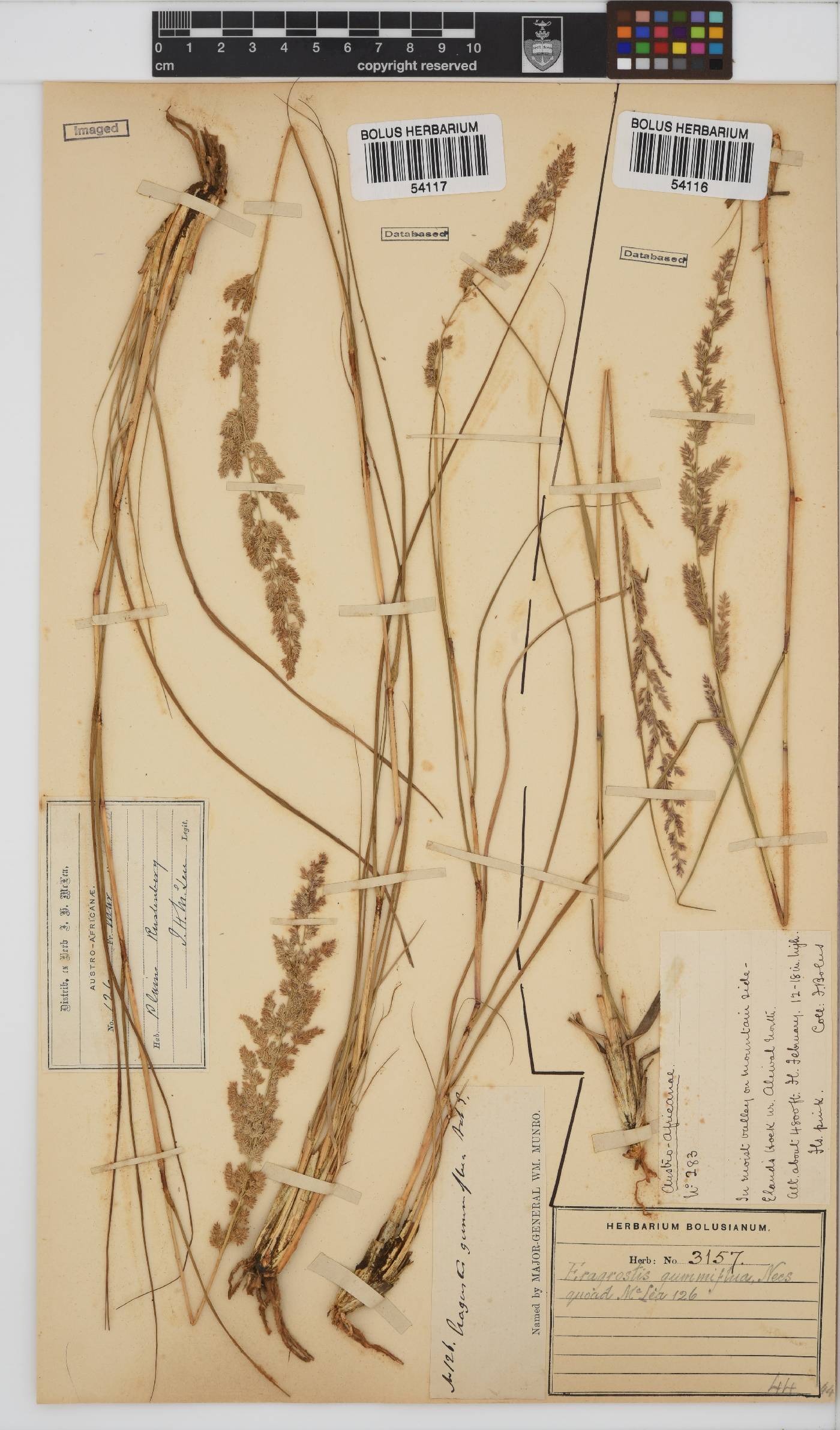Eragrostis gummiflua image