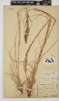 Eragrostis gummiflua image