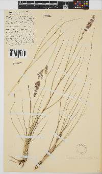 Eragrostis gummiflua image