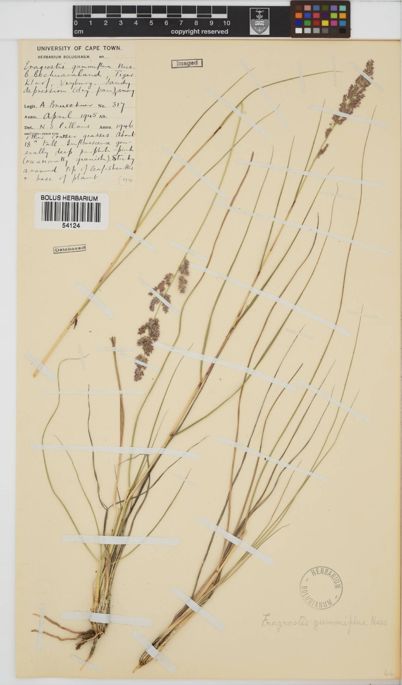 Eragrostis gummiflua image