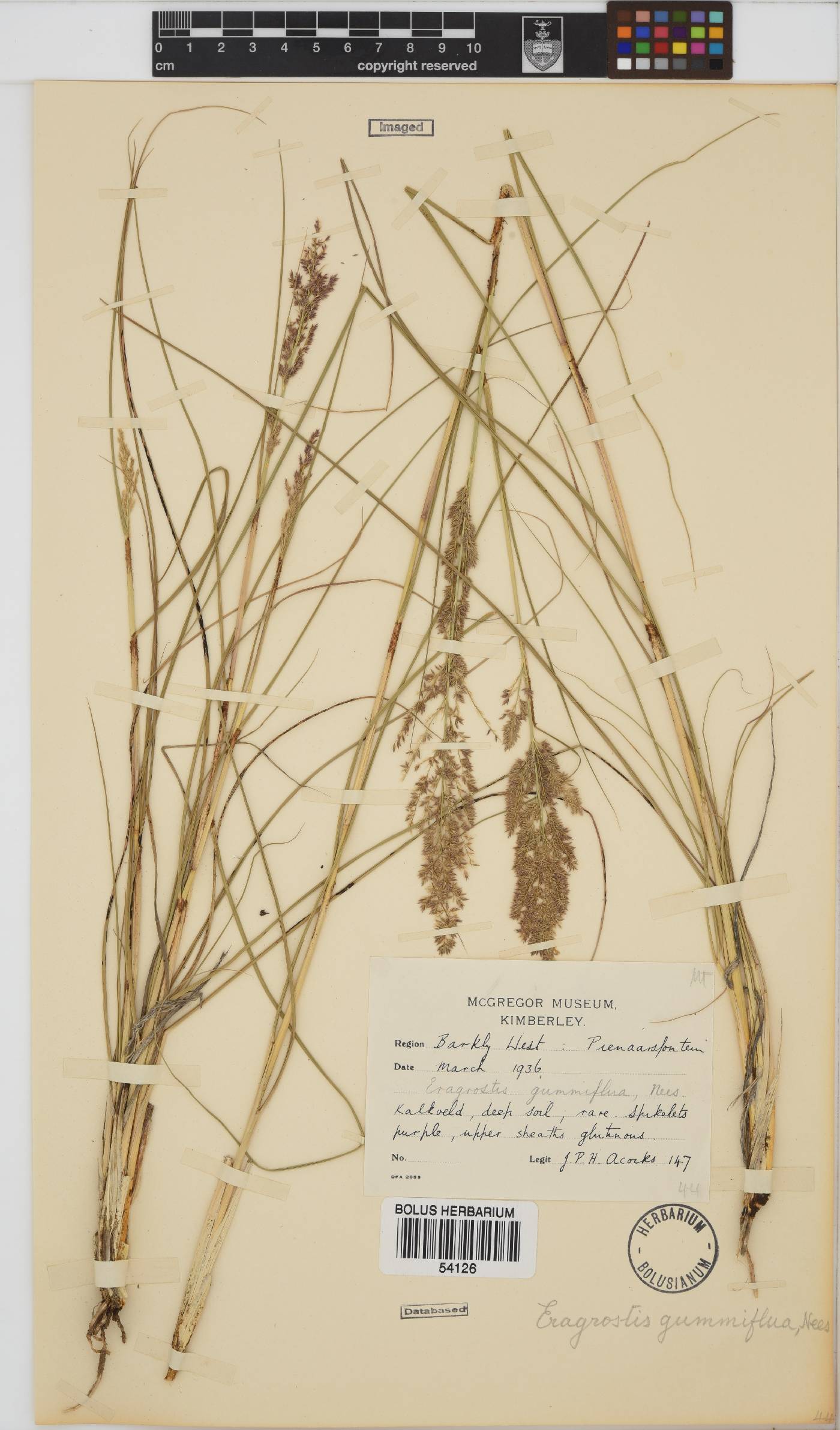 Eragrostis gummiflua image