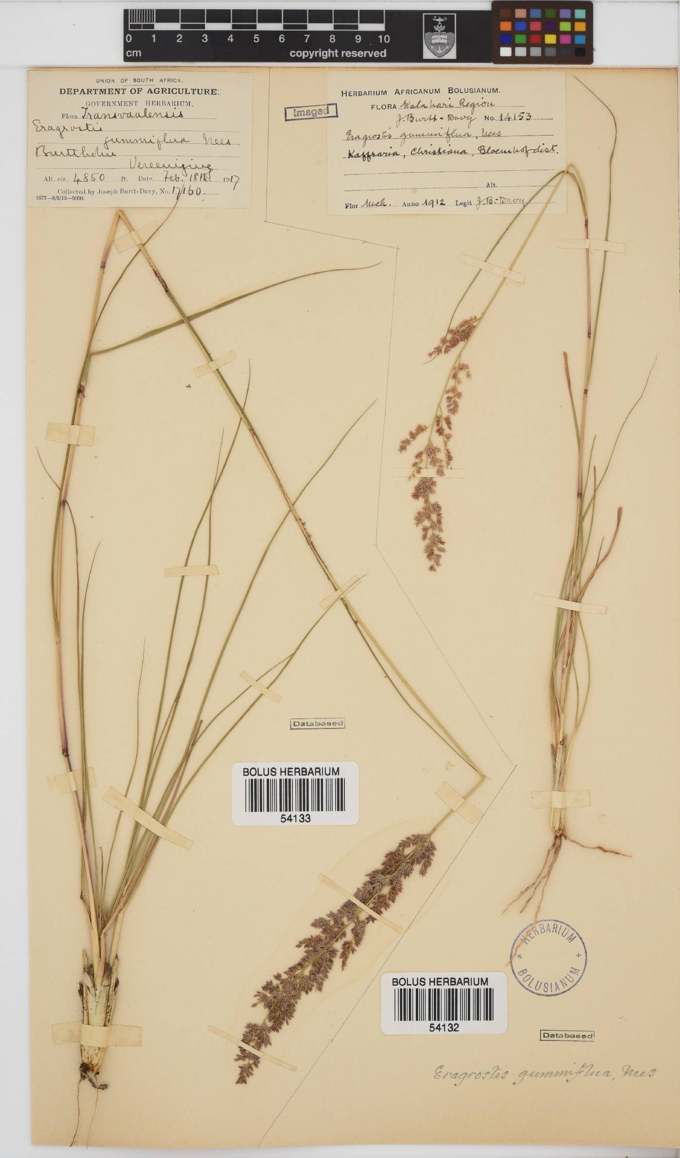 Eragrostis gummiflua image