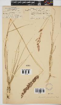 Eragrostis gummiflua image