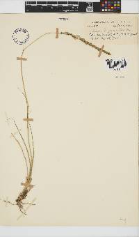 Eragrostis gummiflua image