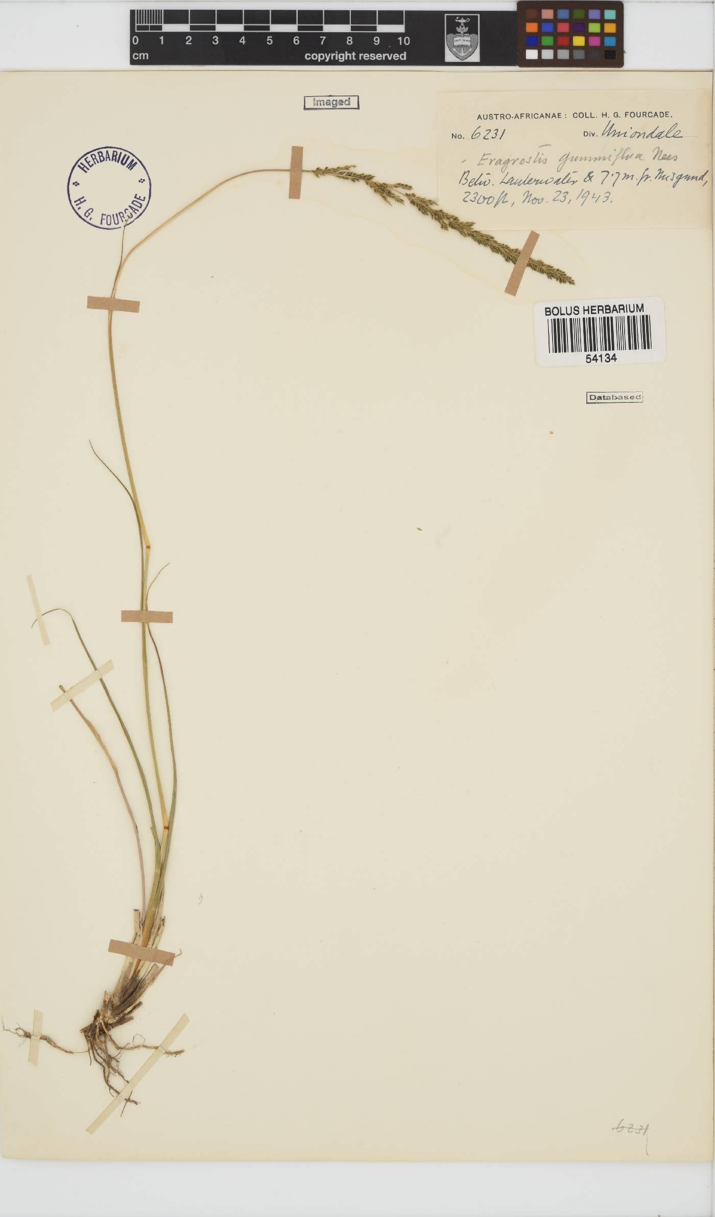 Eragrostis gummiflua image
