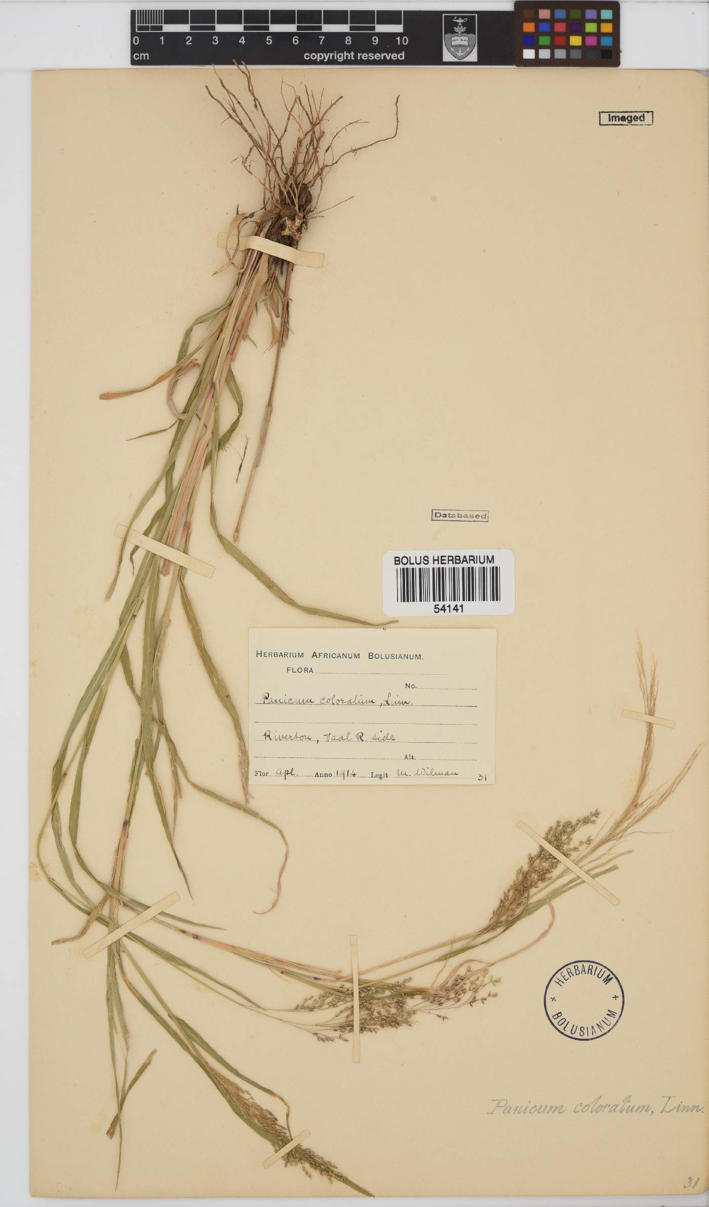 Panicum image