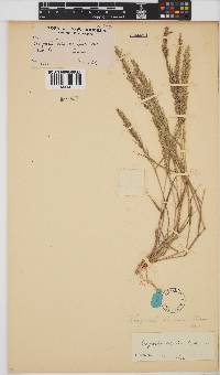 Eragrostis ciliaris image