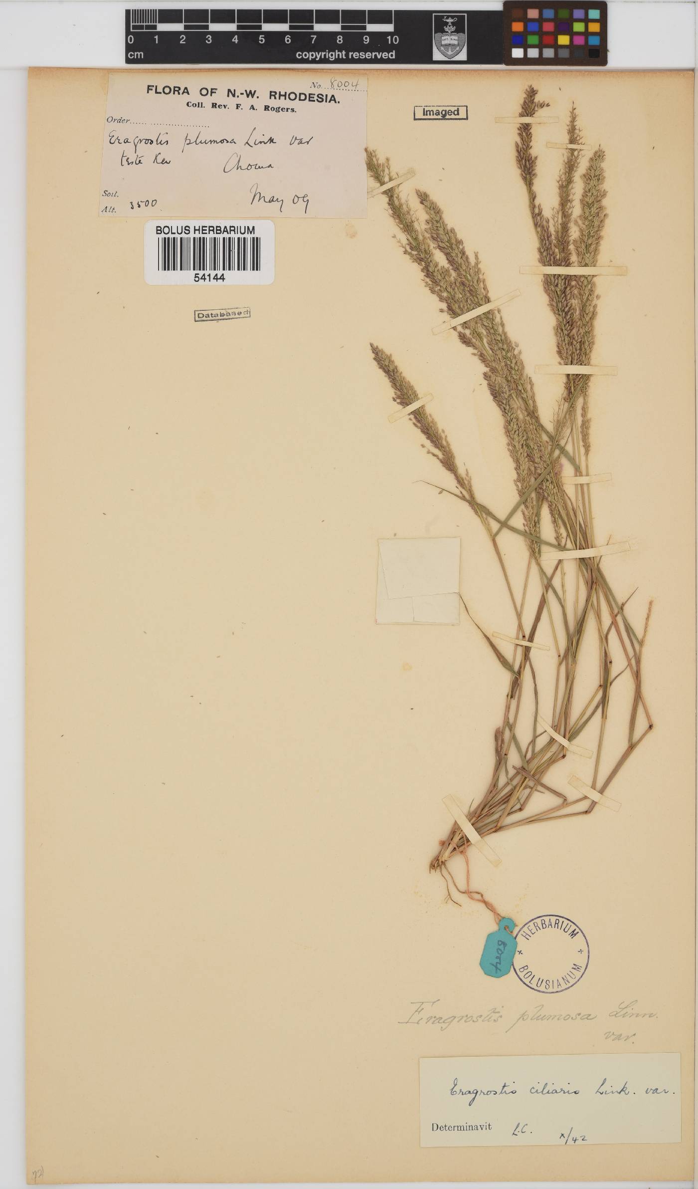 Eragrostis ciliaris image