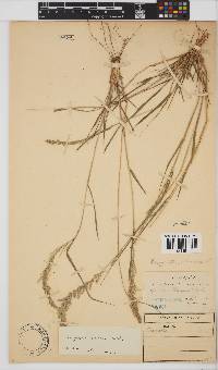 Eragrostis ciliaris image