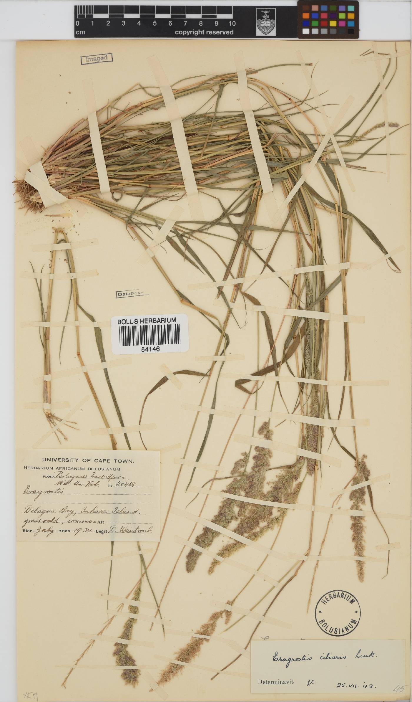 Eragrostis ciliaris image