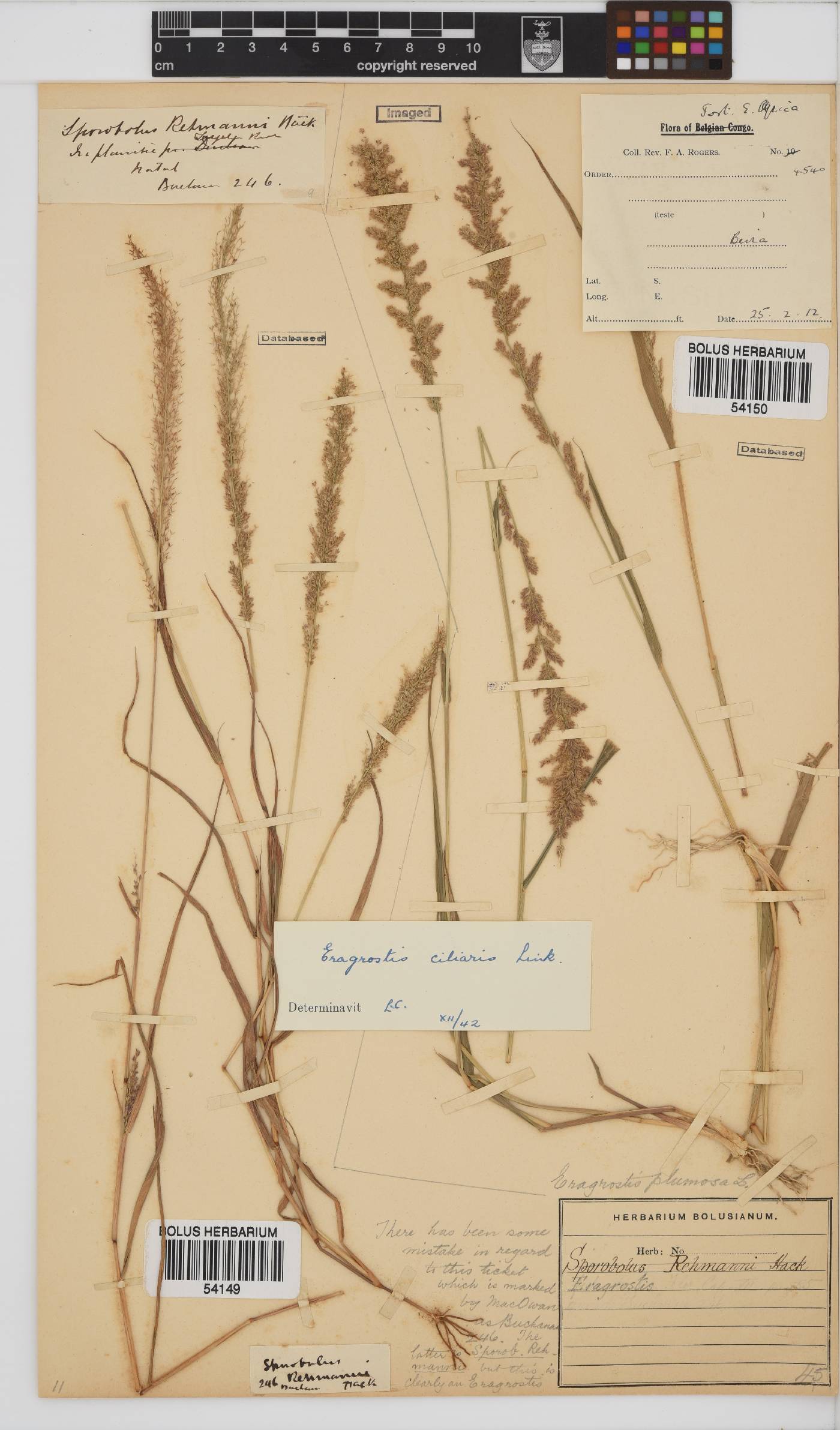 Eragrostis ciliaris image