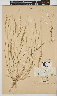 Eragrostis ciliaris image