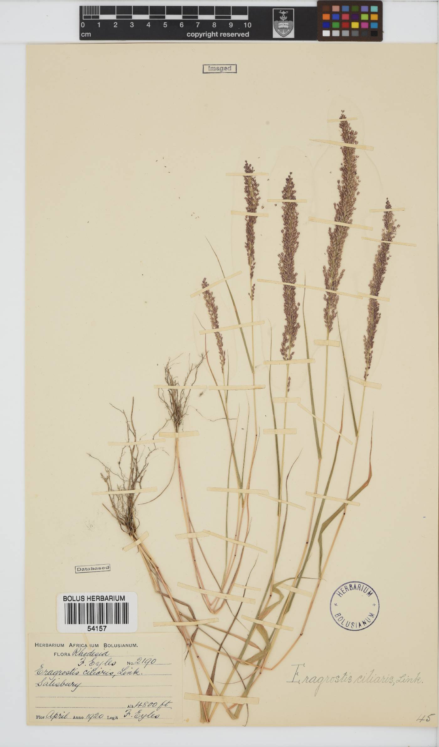 Eragrostis ciliaris image