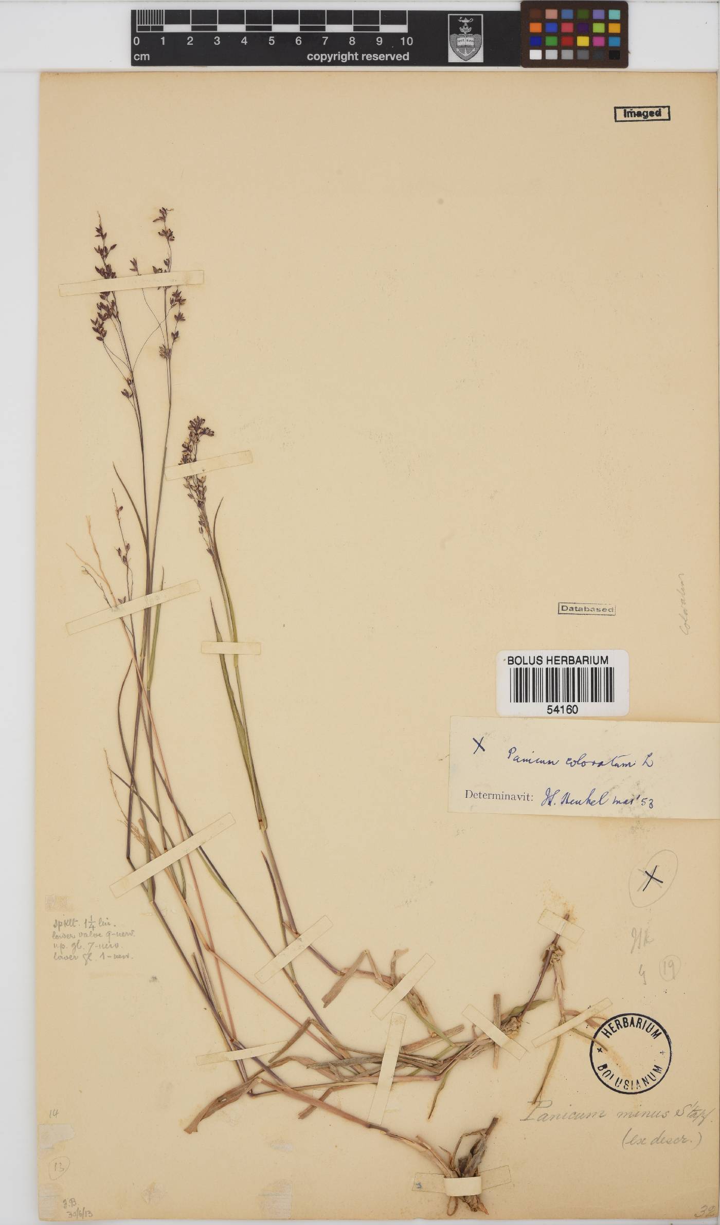 Panicum image