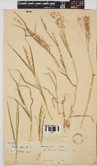 Panicum coloratum image