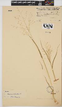 Panicum coloratum image