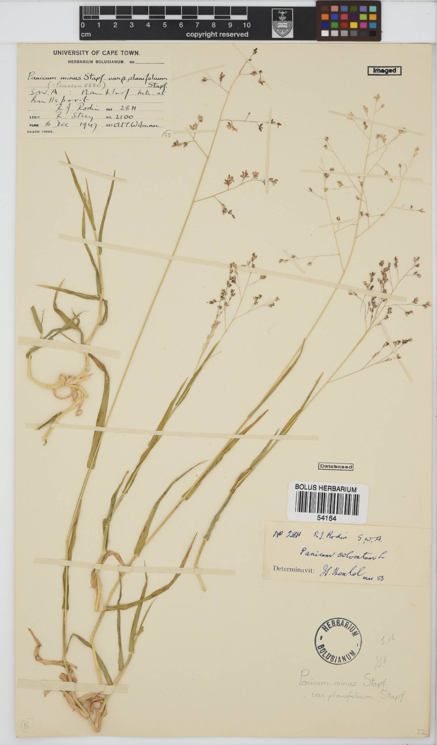 Panicum image