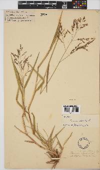 Panicum coloratum image