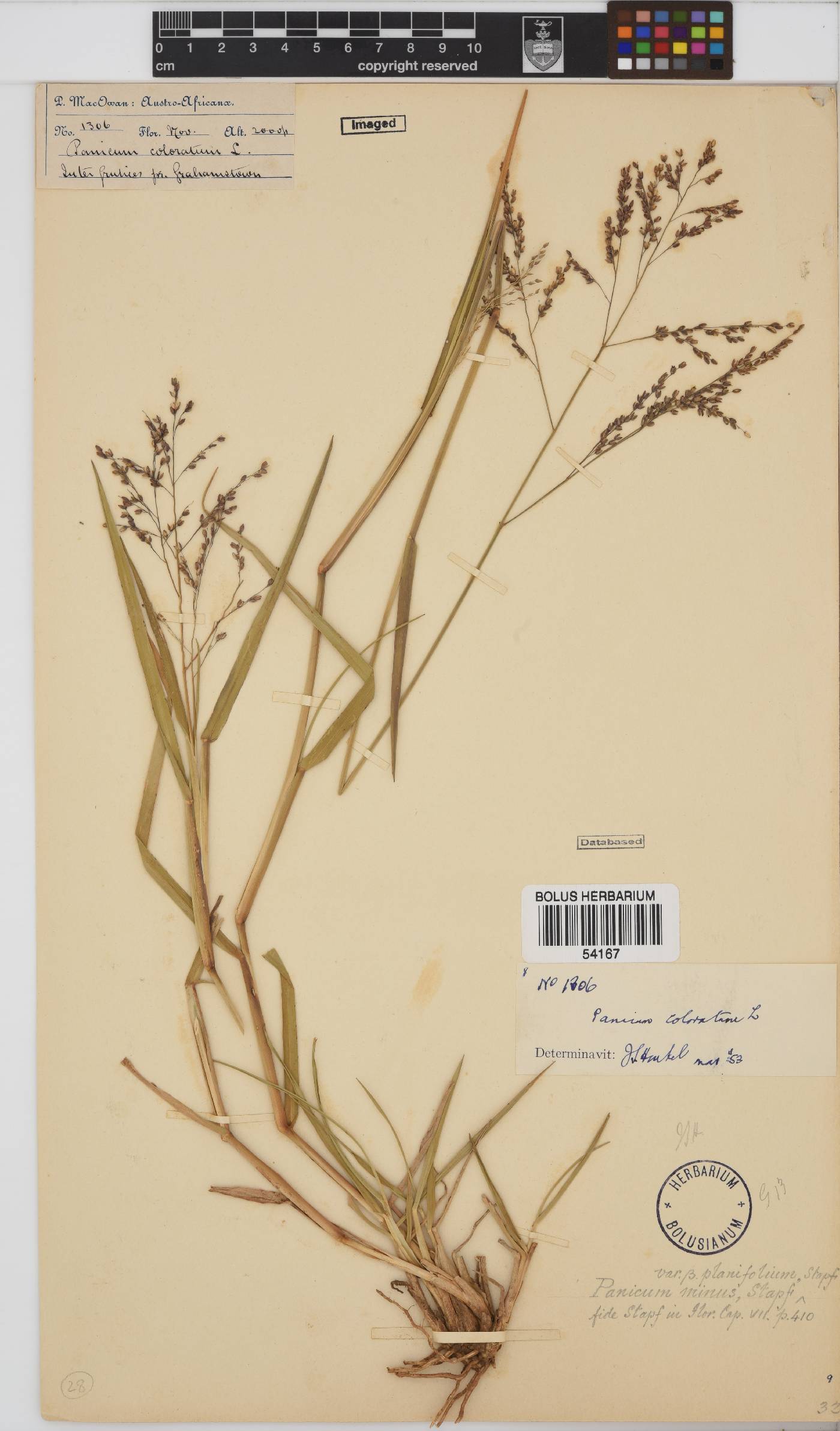 Panicum coloratum image