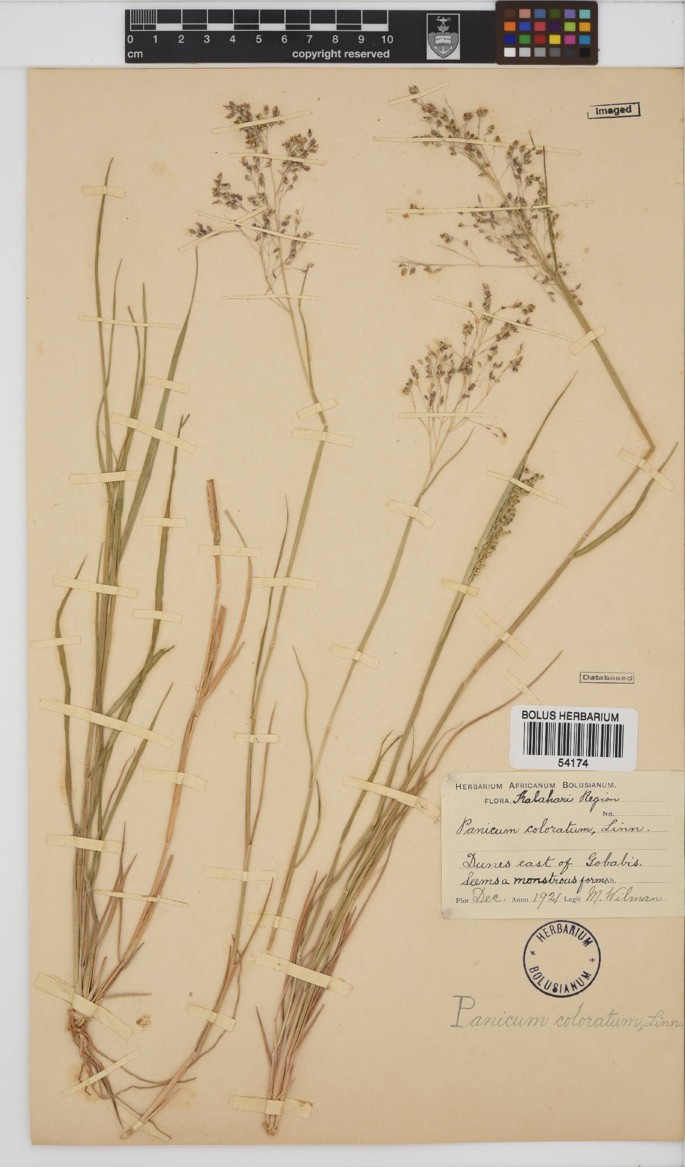 Panicum coloratum image