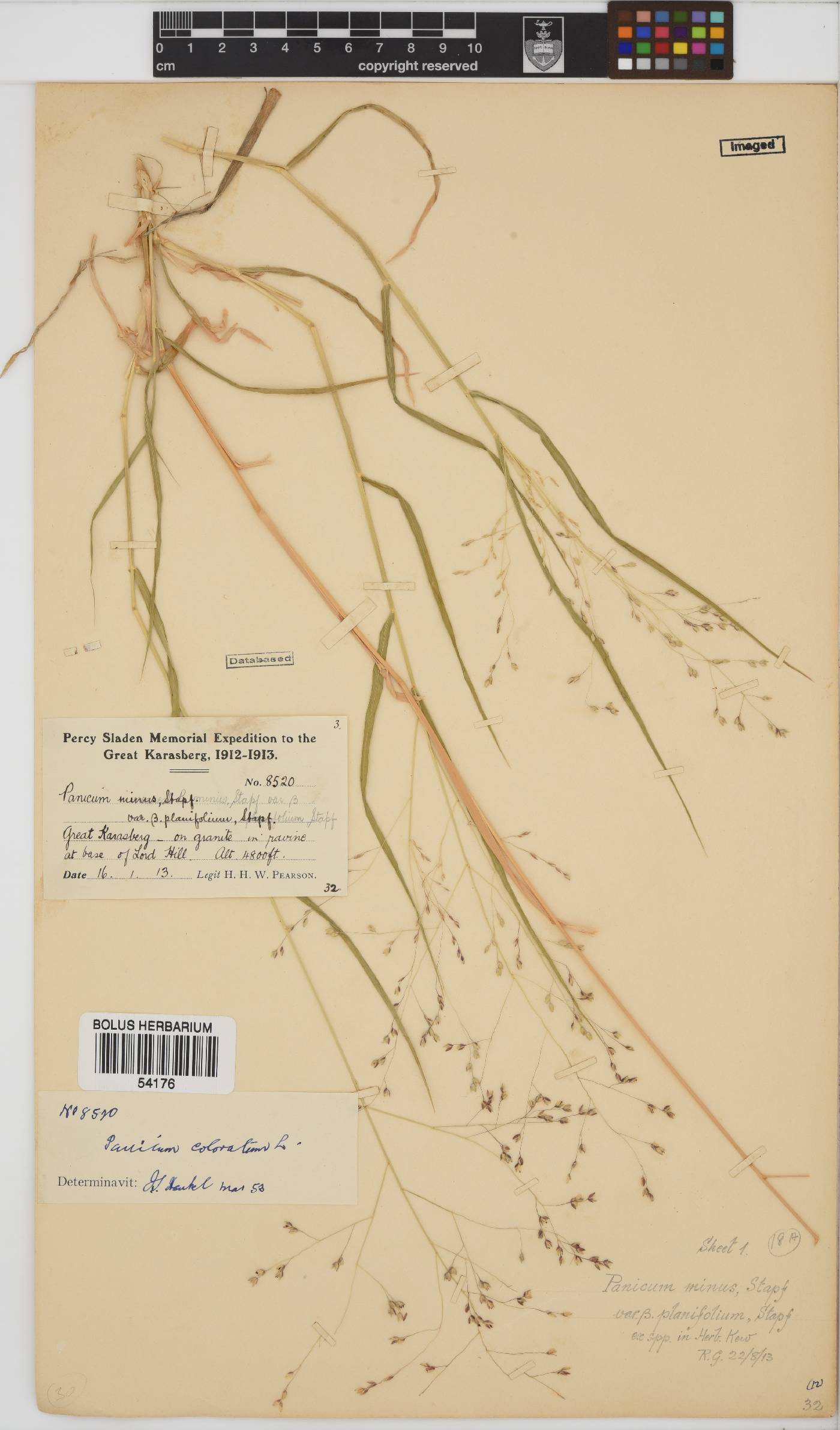 Panicum coloratum image