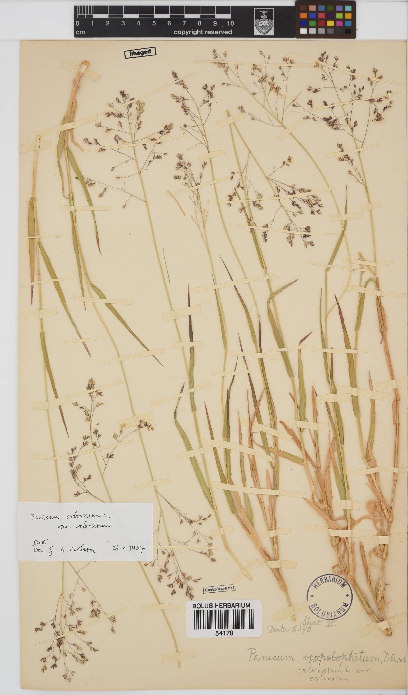 Panicum coloratum image