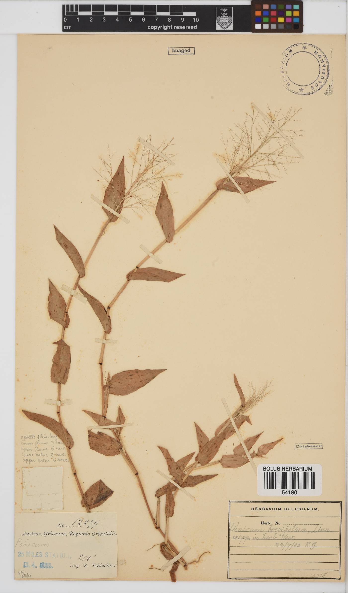 Panicum brevifolium image